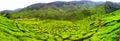 Tea farm Cameron Highland Malaysia